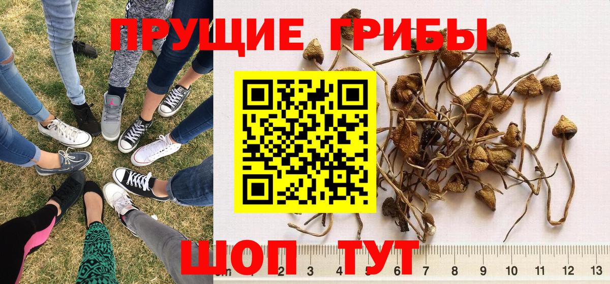 Галлюциногенные грибы Psilocybine cubensis  Галлюциногенные грибы Psilocybe  Усолье-Сибирское  Вход с VPN 